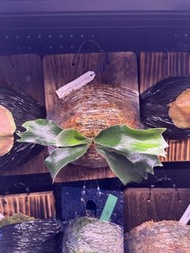 kiss or kill #1鹿角蕨 孢子苗