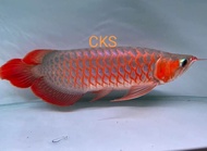 Arowana indonesia super red kapaus/sepauk(6-7inci)＃fast shipping#next day delivery#ship by pet logis