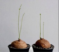 圓葉山烏龜 Stephania erects