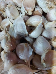 BAWANG PUTIH KATING BERSIH 1KG