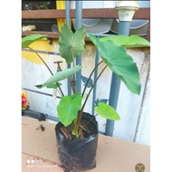 Anak Pokok Keladi Hitam/ Keladi Sayur/ Keladi Boleh Makan