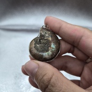 Natural Ammonite Fossil Pendant
