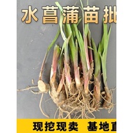 Yellow Calamus Seeds Yellow Flower Iris Aquatic Iris Garden Fish Pond Rockery Landscaping Flower Pla