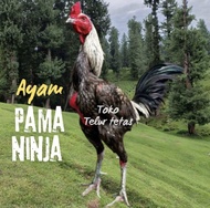 TELUR AYAM PAMA NINJA ORIGINAL PETARUNG UNTUK DITETASKAN