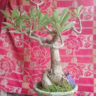 adenium bunga merah bonsai