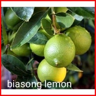 ◫ ◩ Biasong lemon/Suha 1kilo ( Buy 4kilo  free 1kilo)