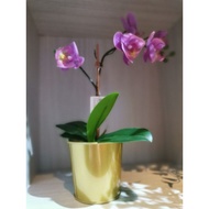 「Ready Stock」FEJKA Artificial Potted Plant Orchid Bunga Palsu