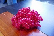 七色壓克力強力跳棋磁鐵-11mm粉紅色