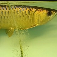 arwana golden red crossback 24k blue base 35cm ikan joss makan rakus