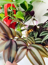 花葉鴨跖草 紫吊竹梅 蘭 掛牆植物 可水種易打理 室內外也可 彩葉盆栽 辦公室 家居 風水 wandering jew silver inch plant Tradescantia zebrina