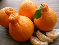 Bibit jeruk dekopon