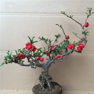 Longevity Crown Begonia Bonsai Plum Tree Pile Double Petal Red Flower Begonia Red Plum Seedling Cold