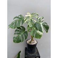 monstera albo borsigiana variegated rare plant 3 leaves