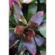 Bromeliad Neoregelia Gold Fever teen pup. 1st pic as ref outlook of mother plant