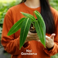 Anthurium Warocqueanum  (Queen Anthurium)火鹤后 – Elegant Leaf Queen, Rare Import Anthurium