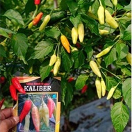 biji benih cabe rawit Kaliber repack | MURAH | COD