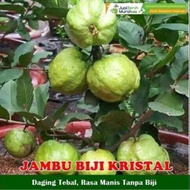 Pokok buah jambu batu kristal