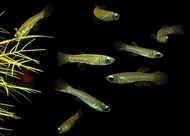 Aquarium Pet ~ Norman Lamp Eye Tetra ~ Nano Fish ~ Schooling Fish ~ Aquascape Fish