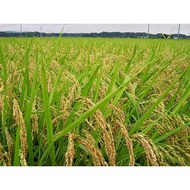 benih bibit padi sertani 14 kemasan 1 kg berkualitas bedsto 6824kl