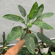 tanaman hias aglonema simplex variegata