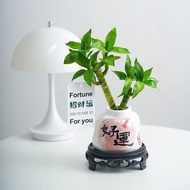 Hydroponic Lucky Bamboo Wenchang Bamboo Lotus Bamboo Golden List Title Potted Plant Indoor Office Pl