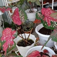 Caladium Cat Tumpah #Red clone