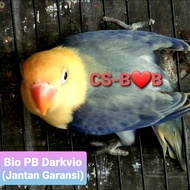 burung lovebird biola PB Dark Vio Jantan Garansi
