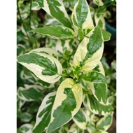 Assistacia Gangetica (Variegara Chinese Violet) Ara Songsang Hijau Putih@Rumput Israil