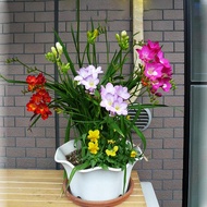 包邮9.9 yuan 5 seasons flowering easy-to-live plants Xiangxue orchid seed ball freesia potted plants indoor and outdoor fl