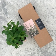 甜菊_零熱量天然甜味劑_香草禮物款