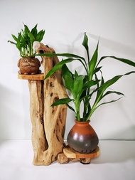-老鷹-  花架 花座 展示架 盆栽架 多肉植物 木頭擺飾 木頭擺飾品
