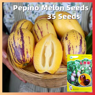 ปลูกง่าย ปลูกได้ทั่วไทย Organic Pepino Melon Seeds Ginseng Fruit Seeds บรรจุ 35 เมล็ด เมล็ดบอนสีเทพๆ ต้นผลไม้ บอนไซ เมล็ดบอนสี ต้นไม้ผลกินได้ ต้นไม้มงคล ต้นไม้มงคล กล้วยด่าง บอลสี บอนสีหายาก บอนสี ของแต่งบ้าน ไม้ประดับมงคล ไม้ประดับมงคล การันตีอัตรางอก