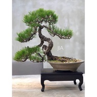 Amefurashi 10 Benih Biji Japanese Black Pine Cocok Untuk Bonsai Seed