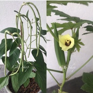 Benih Kacang Panjang Renek dan Bendi Renek / Dwarf Long Bean Seed and Dwarf Okra