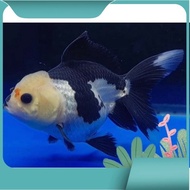 KEM4RI. ikan mas koki oranda panda burayak jumbo induk juara kontes