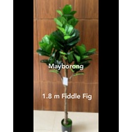 Fiddle Fig Tree Monstera Keladi Palm POKOK VIRAL
