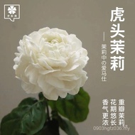 Strong Fragrance Tiger Head Indoor Potted Plant Gardenia Old Pile Living Room Miles Jasmine Nine Mil