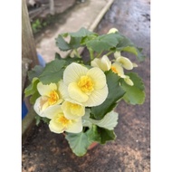 Begonia Elatior/ Rose Begonia real live plant free organic fertiliser 0.5kg free organic premium soi