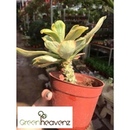 Euphorbia Poissonii Variegated Live Plant Pokok Sukulen 贝信麒麟 Variegated Euphorbia Succulent