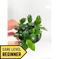 SG READY STOCK | [CHEAPEST] Anubias Nana Petite Grow in Pot for Aquarium Underwater Plants