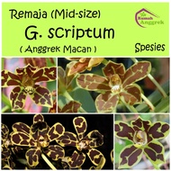 Remaja Grammatophyllum Scriptum spesies anggrek bibit macan gramma papua kalimantan sulawesi