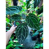 Anthurium Crystallinium Dark Form Baby