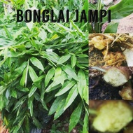Rizom/Ubi Bonglai Jampi, kunyit bonglai @kunyit terus, Bonglai untuk rawatan Mistik, buang angin2 ja