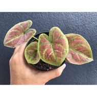 Keladi Jumaat / Caladium Friday (Daging Thailand)