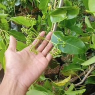 bibit tanaman buah jamblang hitam berbunga