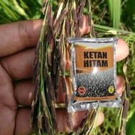 benih ketan hitam bibit padi ketan hitam unggul gvpqap 6718op