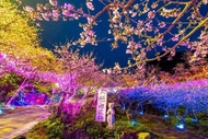 新北-2025大熊櫻花林&庶民美術館& 禾乃川國產豆製所&三峽老街 &鶯歌陶瓷老街包車一日遊| 台北/新北市區出發