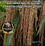 1 KG BENIH BIBIT PADI TRI SULTAN SUPER KWALITAS UNGGUL ASLI GENJAH BERBOBOT UNTUNG
