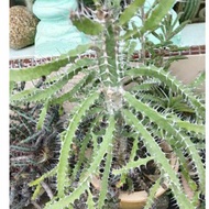 cactus / anak cactus/ keratan cactus /ready stock