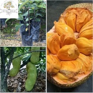 Cempedak king / cempedak champion / pokok cempedak king / pokok cempedak king hybrid